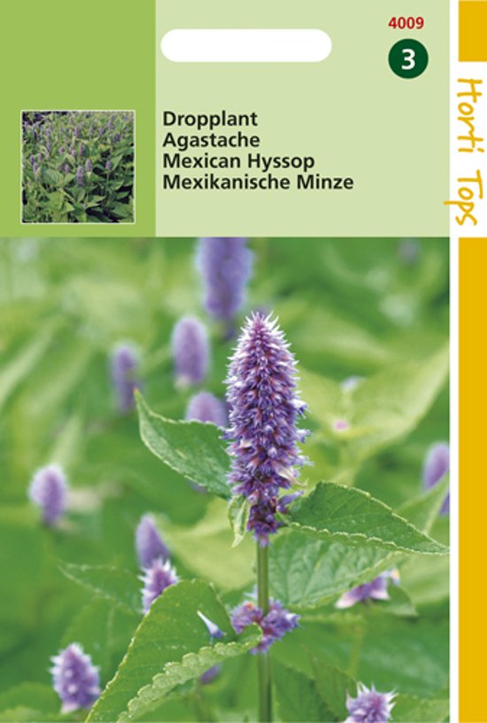 Mexican hyssop (Agastache mexicana) 950 seeds